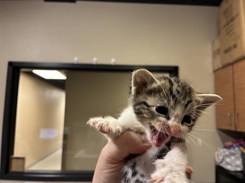 BILLIE - Domestic Short Hair for adoption in Modesto