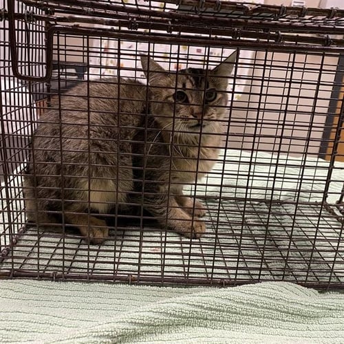 A614451 - Domestic Medium Hair available for adoption