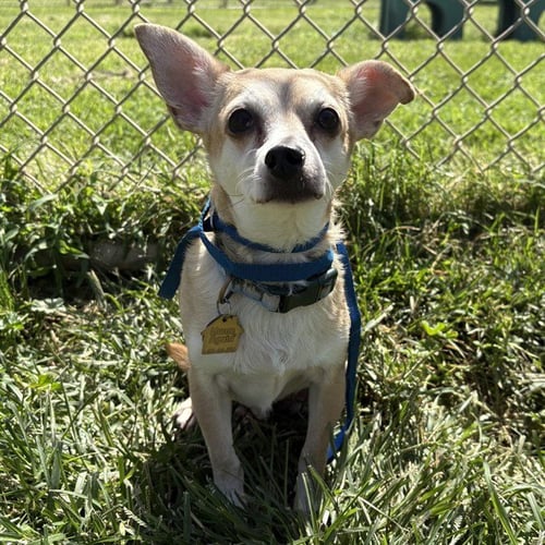 JACK JACK - Chihuahua available for adoption