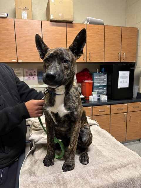 REX - German Shepherd Dog available for adoption