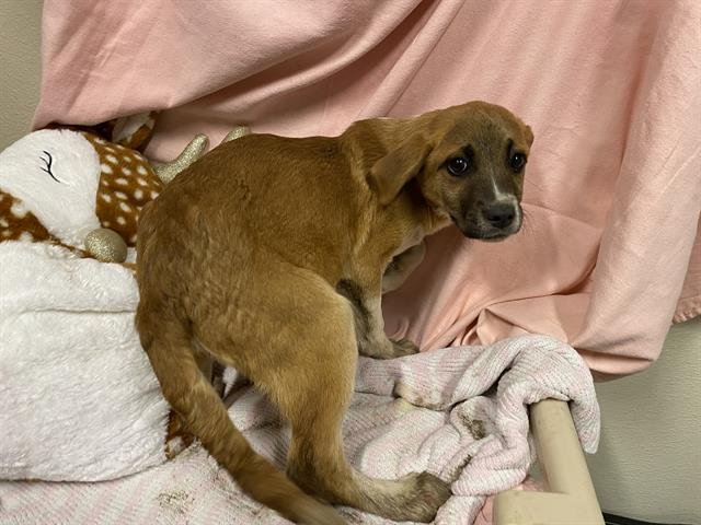 A607300 - Saint Bernard available for adoption