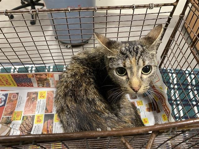 A606645 - Domestic Short Hair available for adoption