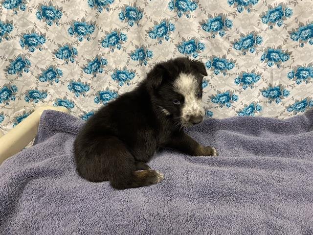 BLUE - Border Collie / German Shepherd Dog available for adoption