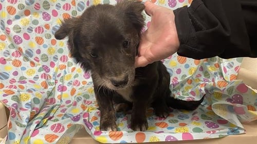 A608681 - Chihuahua available for adoption