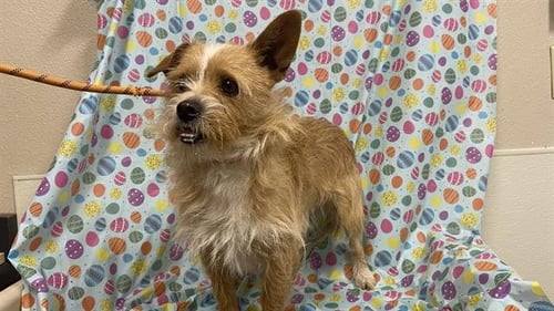 *DOC - Jack Russell Terrier (Parson Russell Terrier) available for adoption