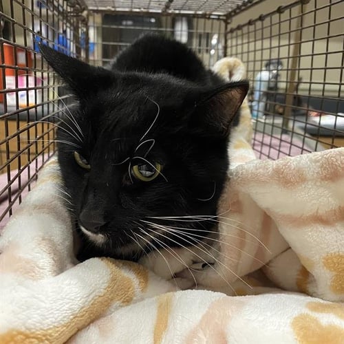 COLE - Domestic Short Hair available for adoption