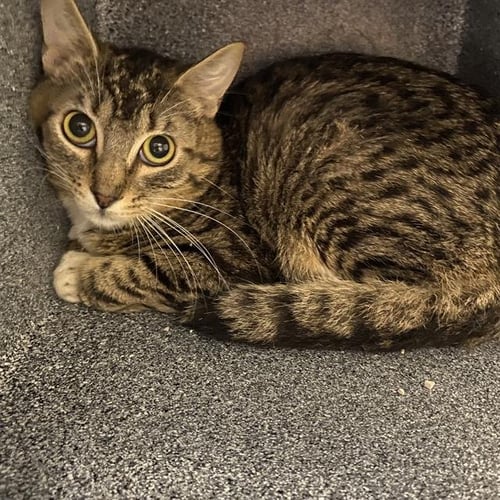 A613012 - Domestic Short Hair available for adoption