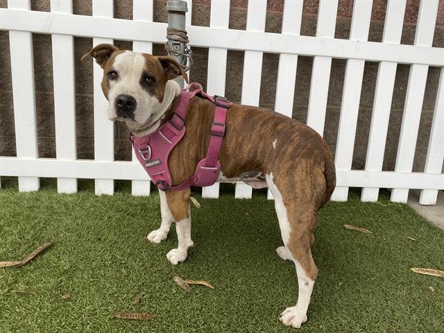 TERRORIST - Pit Bull Terrier available for adoption