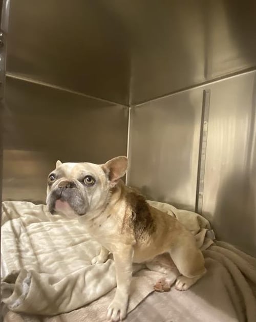 *OPAL - French Bulldog available for adoption