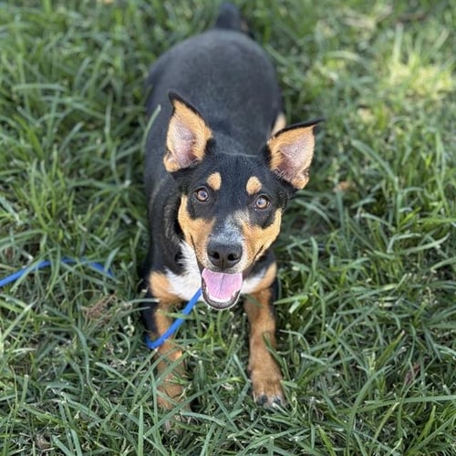*SHORTY - Cardigan Welsh Corgi available for adoption