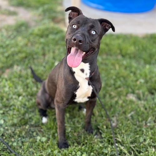 *LINDA - Pit Bull Terrier for adoption in Modesto