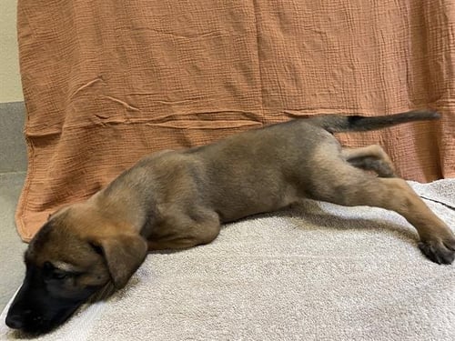 *SUNNY - Belgian Shepherd Malinois available for adoption