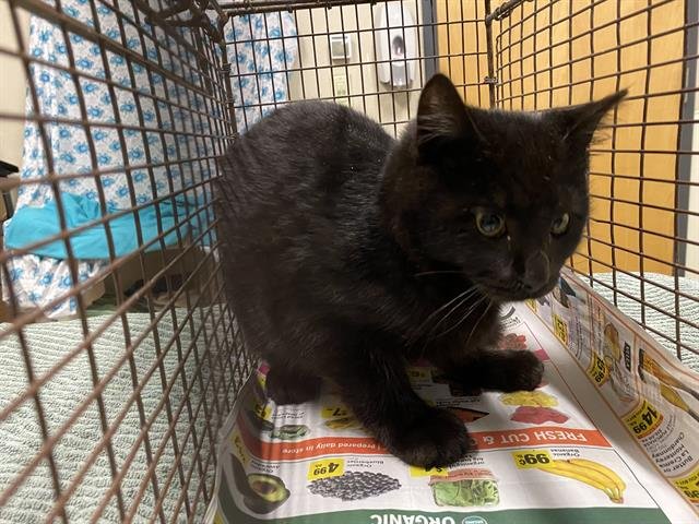 A606532 - Domestic Short Hair available for adoption