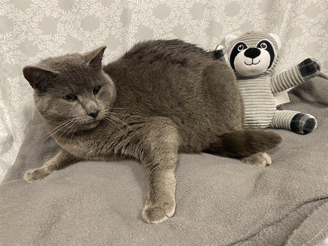 VIOLET - Domestic Short Hair available for adoption