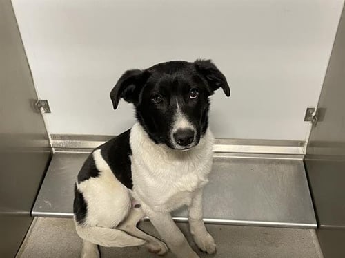 BRODY - Border Collie available for adoption