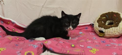 OREO - Domestic Short Hair for adoption in Modesto
