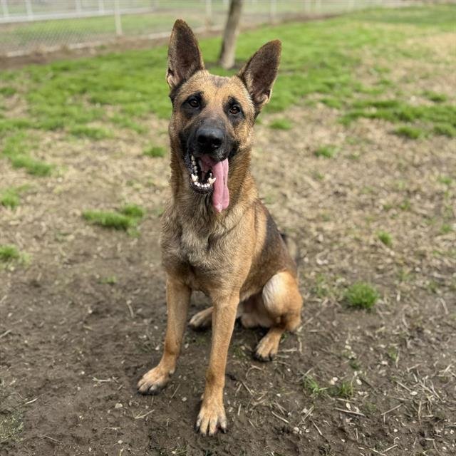 TROUBLE - German Shepherd Dog available for adoption