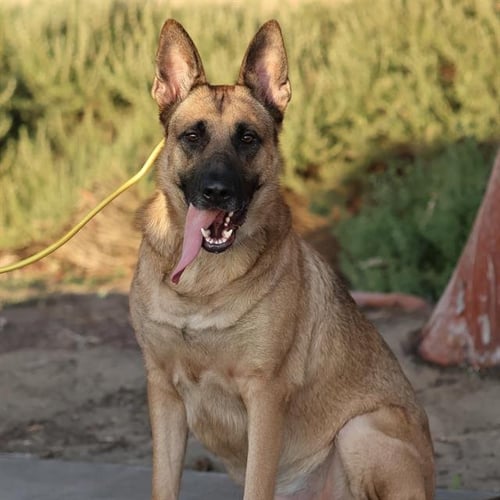 TROUBLE - German Shepherd Dog for adoption in Modesto