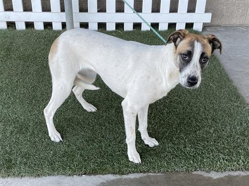 SHAYLA - Collie available for adoption