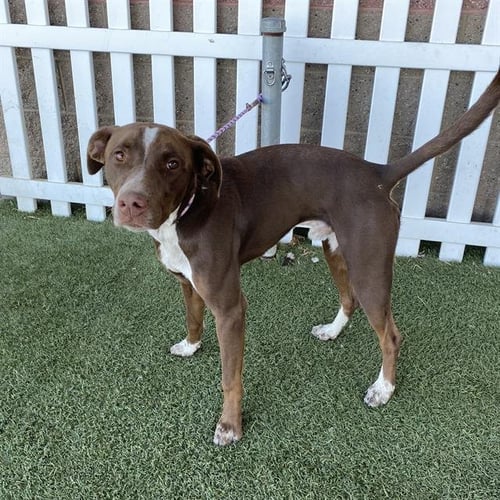 A615030 - Border Collie available for adoption