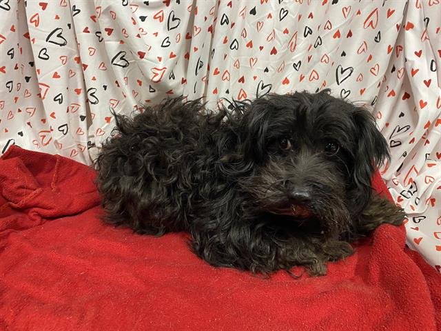 A607045 - Yorkshire Terrier Yorkie available for adoption