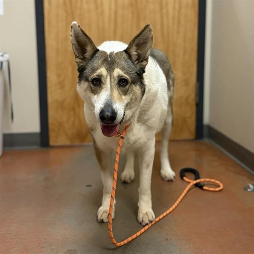 PANDA - German Shepherd Dog for adoption in Modesto
