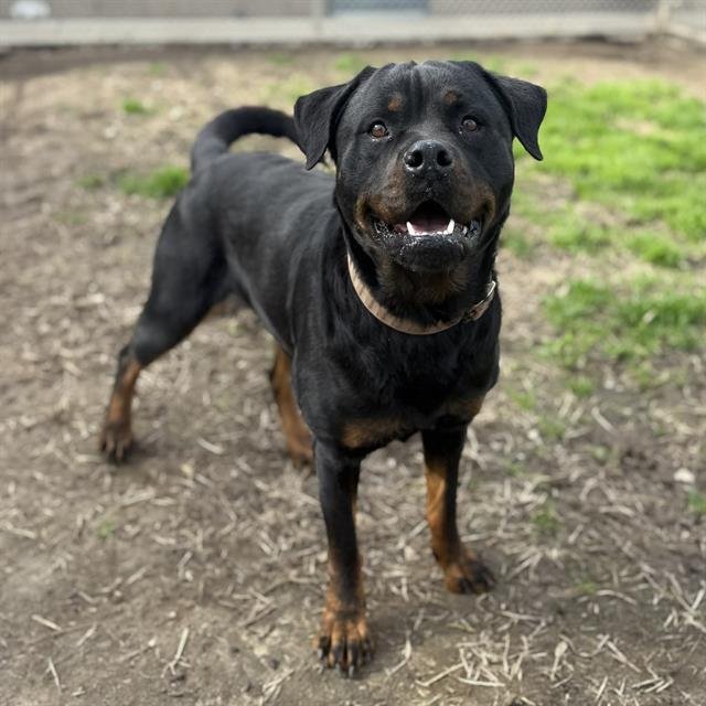 CHOCO - Rottweiler available for adoption