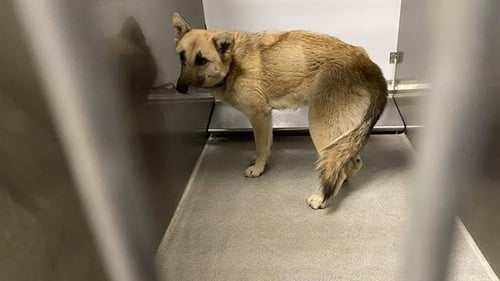 *BLONDIE - German Shepherd Dog available for adoption
