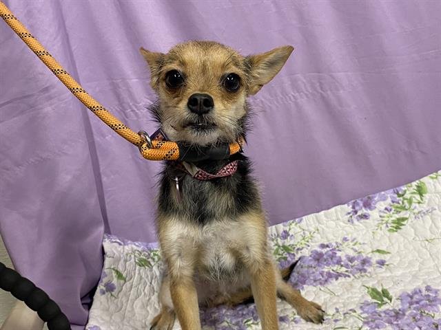 CORA - Wirehaired Fox Terrier available for adoption