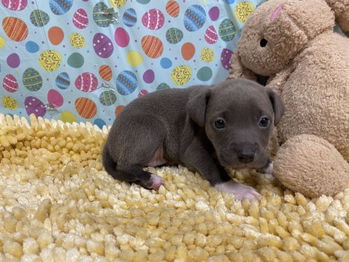 A607984 - Border Collie available for adoption