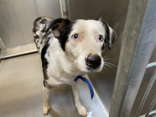 *PEPPER - Australian Cattle Dog/Blue Heeler available for adoption