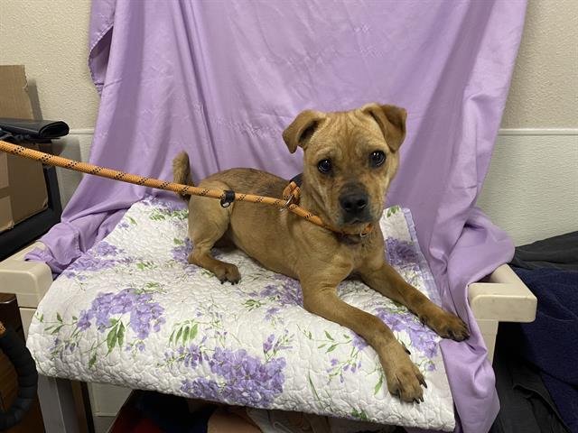 *HAROLD - Chinese Shar-Pei available for adoption