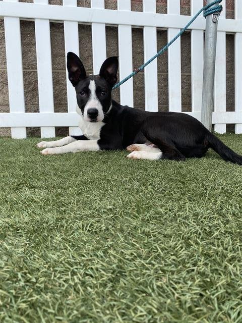 *TIG - Border Collie available for adoption