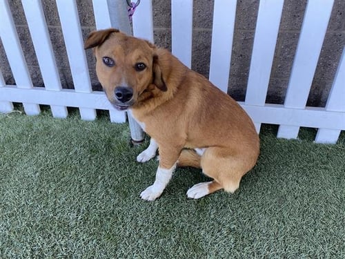 A608755 - Staffordshire Bull Terrier / German Shepherd Dog available for adoption