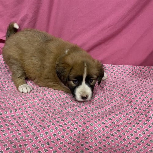 A614029 - Australian Shepherd available for adoption