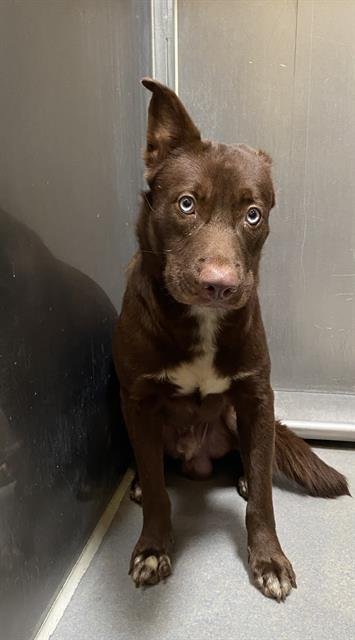 *ROWDY - Border Collie available for adoption