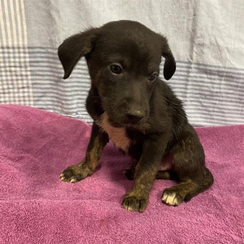 *JACK - Pit Bull Terrier available for adoption