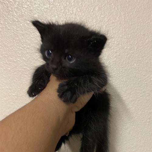 A615078 - Domestic Short Hair available for adoption