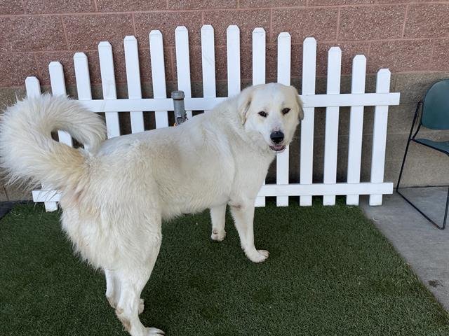 A606800 - Great Pyrenees available for adoption