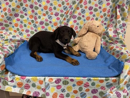 *VICKY - Doberman Pinscher available for adoption