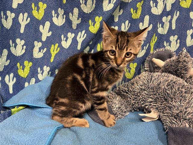 *MICHAELANGELO - Domestic Short Hair available for adoption