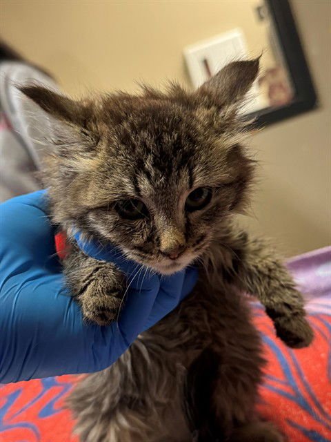 A606370 - Domestic Long Hair available for adoption