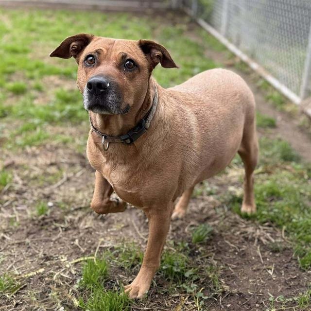 MOLLY - Pit Bull Terrier available for adoption