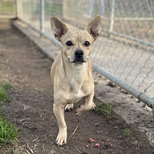 CHUNKY - Chihuahua / Pit Bull Terrier available for adoption