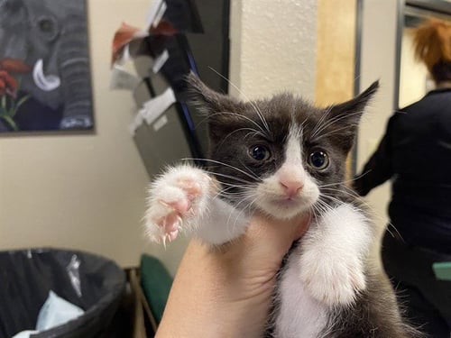 A613697 - Domestic Short Hair available for adoption
