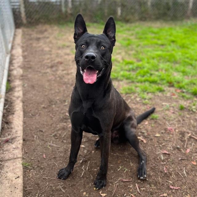 BRUNO - German Shepherd Dog / Cane Corso Mastiff available for adoption