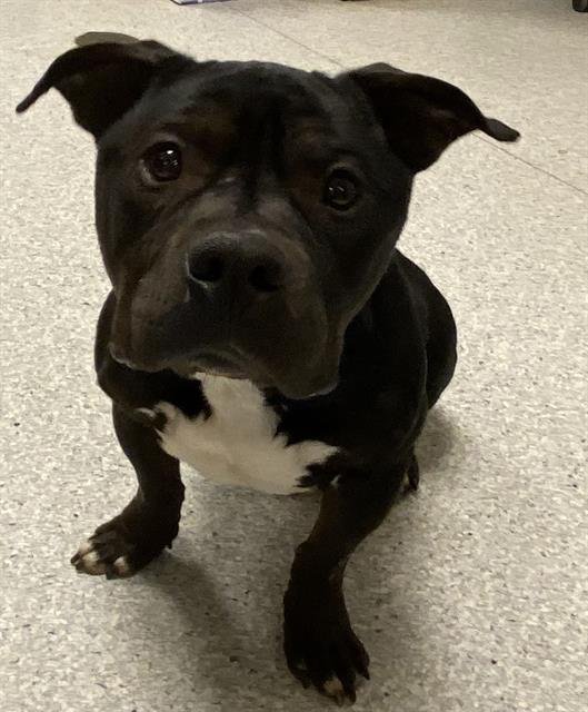 *BANJO - Bulldog available for adoption