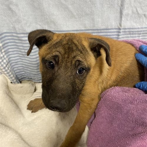 A614248 - Belgian Shepherd Malinois available for adoption