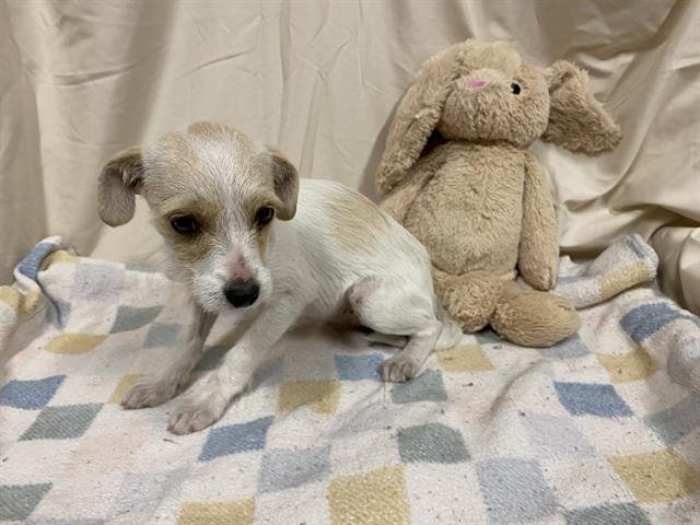 A607806 - Parson Russell Terrier available for adoption