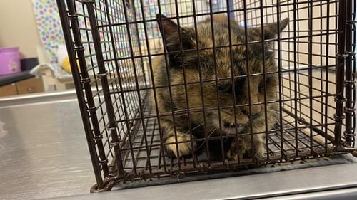 A608699 - Domestic Short Hair available for adoption